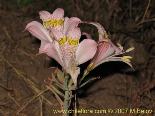 Image of Alstroemeria pallida (). Click to enlarge parts of image.