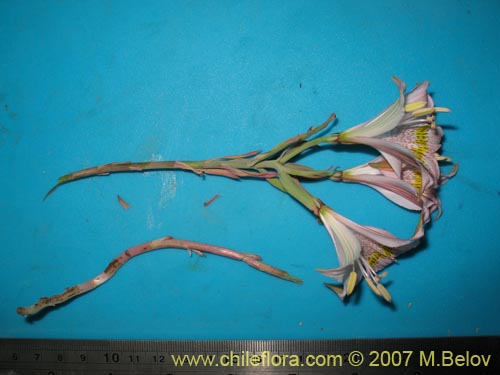 Image of Alstroemeria pallida (). Click to enlarge parts of image.