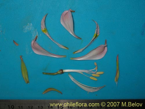 Alstroemeria pallida的照片