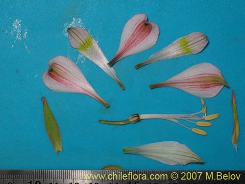 Фотография Alstroemeria pallida (). Щелкните, чтобы увеличить вырез.