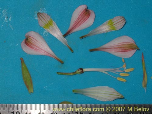 Фотография Alstroemeria pallida (). Щелкните, чтобы увеличить вырез.