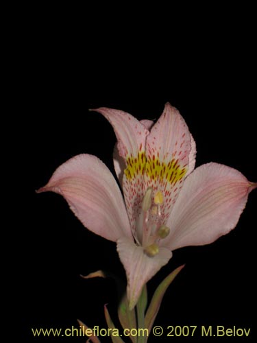 Bild von Alstroemeria pallida (). Klicken Sie, um den Ausschnitt zu vergrössern.