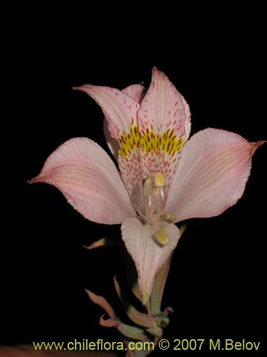 Фотография Alstroemeria pallida (). Щелкните, чтобы увеличить вырез.