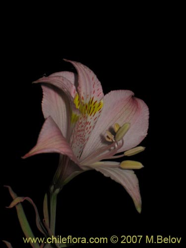 Фотография Alstroemeria pallida (). Щелкните, чтобы увеличить вырез.