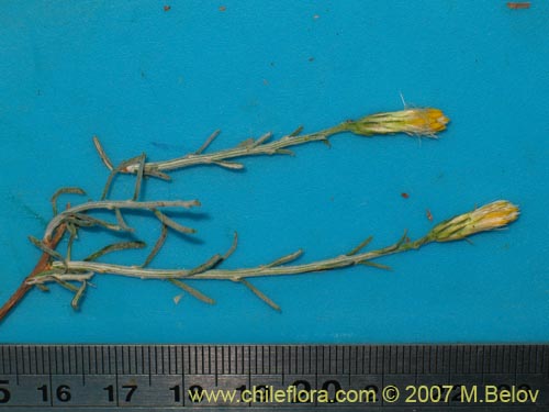 Image of Nardophyllum lanatum (Chilca). Click to enlarge parts of image.