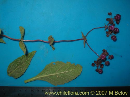 Image of Calceolaria purpurea (). Click to enlarge parts of image.