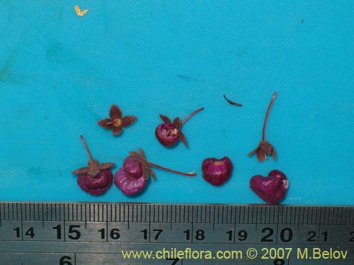 Фотография Calceolaria purpurea (). Щелкните, чтобы увеличить вырез.