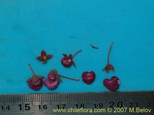 Image of Calceolaria purpurea (). Click to enlarge parts of image.