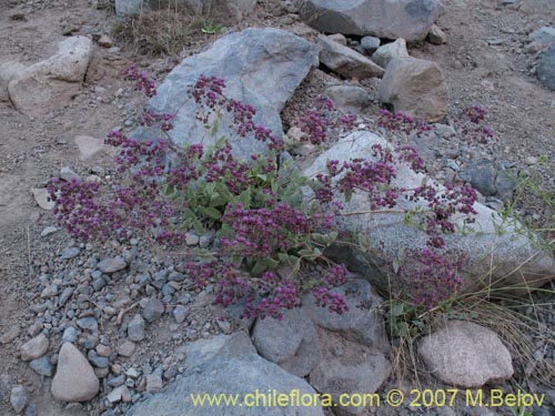 Фотография Calceolaria purpurea (). Щелкните, чтобы увеличить вырез.