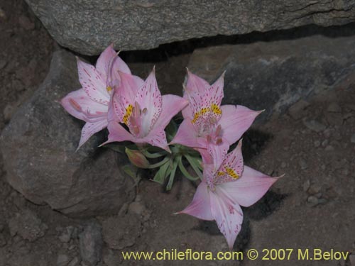 Alstroemeria pallida의 사진