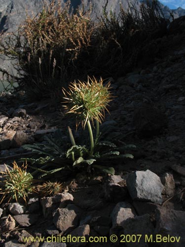 Bild von Calycera herbacea (Calicera). Klicken Sie, um den Ausschnitt zu vergrössern.