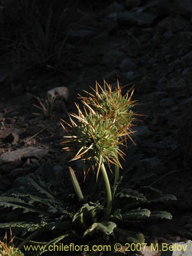 Bild von Calycera herbacea (Calicera). Klicken Sie, um den Ausschnitt zu vergrössern.