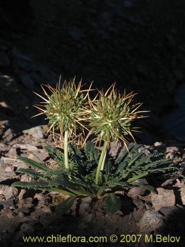 Фотография Calycera herbacea (Calicera). Щелкните, чтобы увеличить вырез.