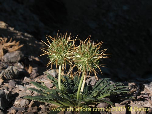 Bild von Calycera herbacea (Calicera). Klicken Sie, um den Ausschnitt zu vergrössern.