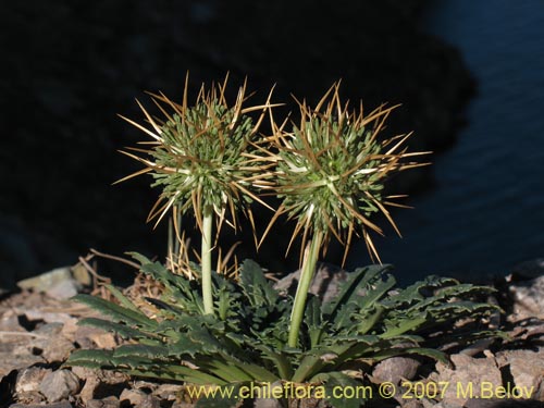 Bild von Calycera herbacea (Calicera). Klicken Sie, um den Ausschnitt zu vergrössern.