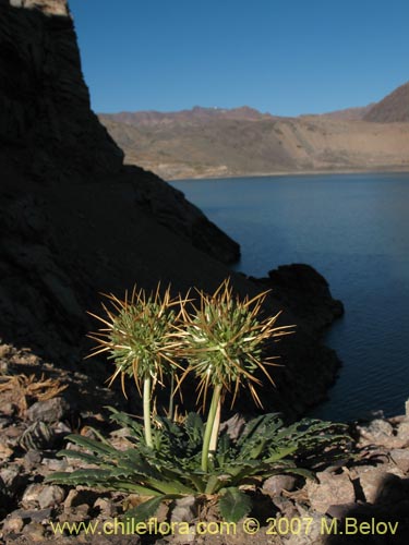 Image of Calycera herbacea (Calicera). Click to enlarge parts of image.