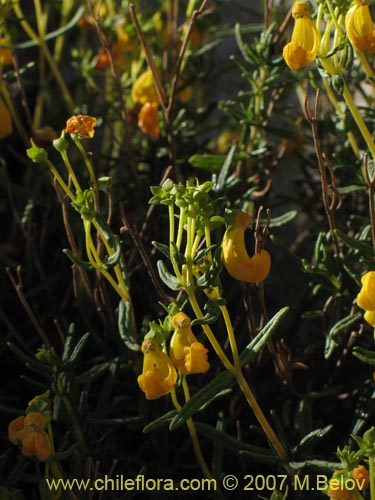 Image of Calceolaria hypericina (). Click to enlarge parts of image.