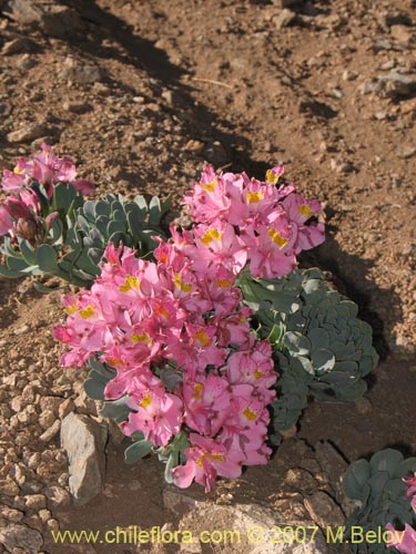 Bild von Alstroemeria umbellata (Lirio de cordillera rosado). Klicken Sie, um den Ausschnitt zu vergrössern.