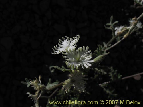 Image of Schizopetalon sp. #0073 (Rabanillo). Click to enlarge parts of image.