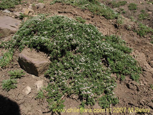 Фотография Discaria nana (Discaria chica). Щелкните, чтобы увеличить вырез.