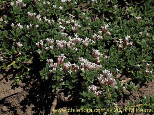 Image of Discaria nana (Discaria chica). Click to enlarge parts of image.