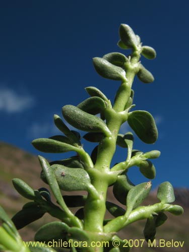 Bild von Discaria nana (Discaria chica). Klicken Sie, um den Ausschnitt zu vergrössern.