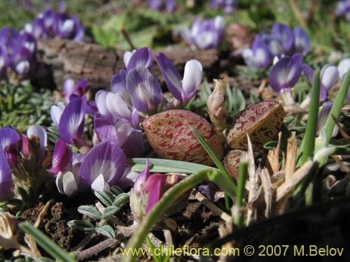 Imágen de Fabaceae sp. #1017 (). Haga un clic para aumentar parte de imágen.