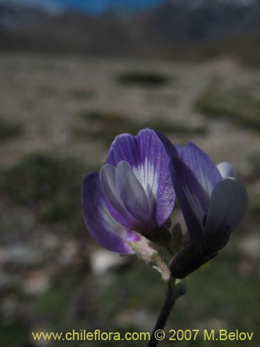 Fabaceae sp. #1017の写真