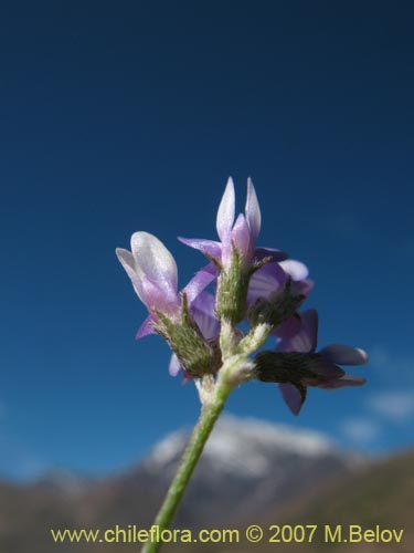 Fabaceae sp. #1017の写真