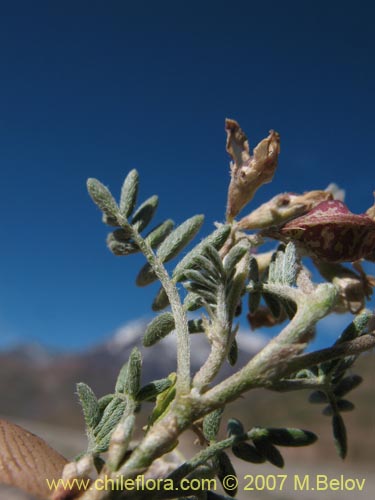 Bild von Fabaceae sp. #1017 (). Klicken Sie, um den Ausschnitt zu vergrössern.