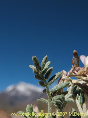 Fabaceae sp. #1017의 사진