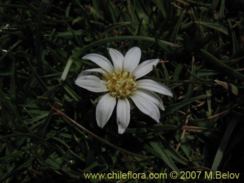 Imágen de Werneria pygmaea (). Haga un clic para aumentar parte de imágen.