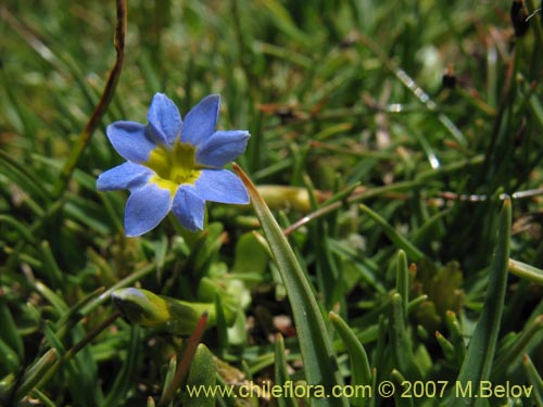 Bild von Gentiana prostrata (Genciana mínima). Klicken Sie, um den Ausschnitt zu vergrössern.