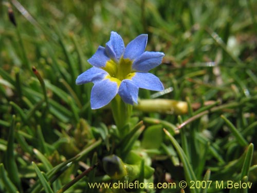 Фотография Gentiana prostrata (Genciana mínima). Щелкните, чтобы увеличить вырез.