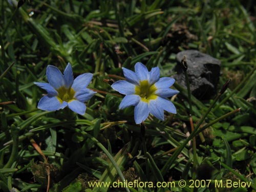 Фотография Gentiana prostrata (Genciana mínima). Щелкните, чтобы увеличить вырез.