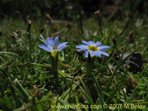 Image of Gentiana prostrata (Genciana mínima). Click to enlarge parts of image.