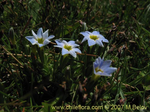 Bild von Gentiana prostrata (Genciana mínima). Klicken Sie, um den Ausschnitt zu vergrössern.