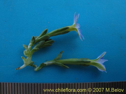 Фотография Gentiana prostrata (Genciana mínima). Щелкните, чтобы увеличить вырез.