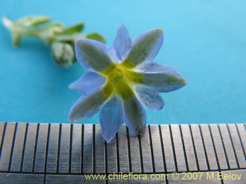 Image of Gentiana prostrata (Genciana mínima). Click to enlarge parts of image.