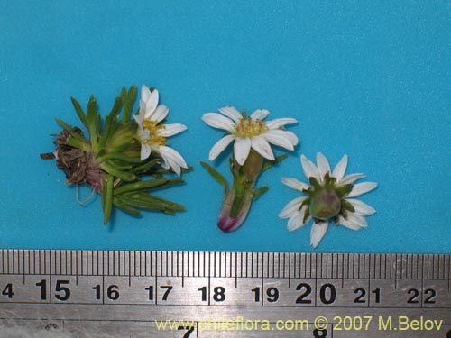 Werneria pygmaeaの写真