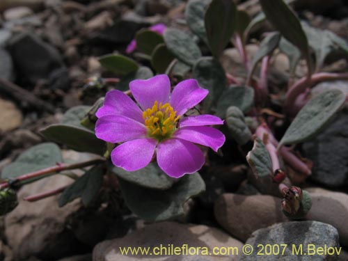 Image of Calandrinia sp. #8707 (). Click to enlarge parts of image.