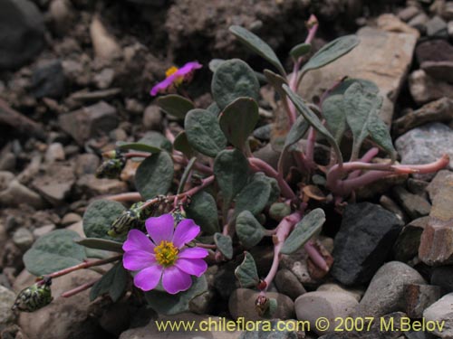 Image of Calandrinia sp. #8707 (). Click to enlarge parts of image.