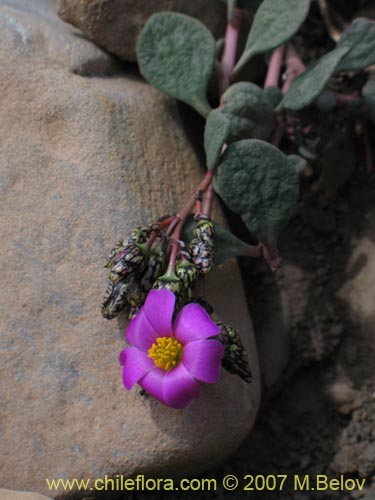 Imágen de Calandrinia sp. #8707 (). Haga un clic para aumentar parte de imágen.