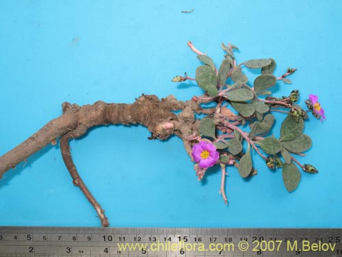 Image of Calandrinia sp. #8707 (). Click to enlarge parts of image.