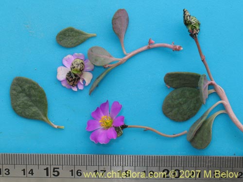 Image of Calandrinia sp. #8707 (). Click to enlarge parts of image.