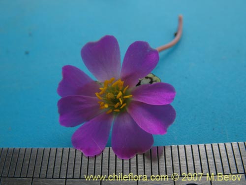 Bild von Calandrinia sp. #8707 (). Klicken Sie, um den Ausschnitt zu vergrössern.