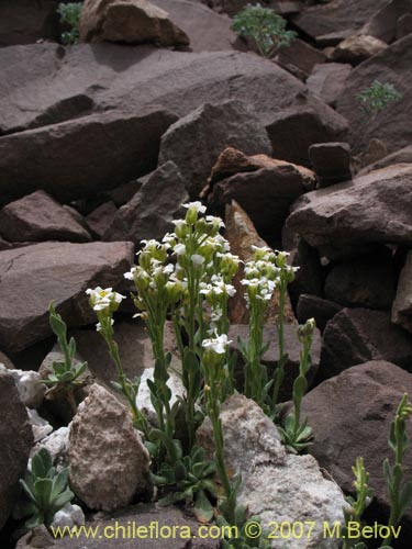 Imágen de Menonvillea cuneata (). Haga un clic para aumentar parte de imágen.