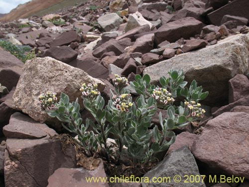 Imágen de Menonvillea cuneata (). Haga un clic para aumentar parte de imágen.