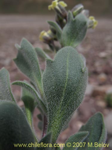 Bild von Menonvillea cuneata (). Klicken Sie, um den Ausschnitt zu vergrössern.