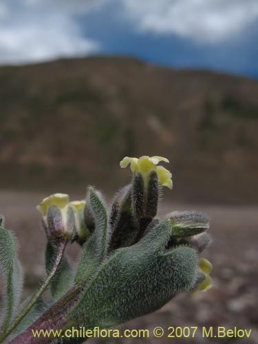 Imágen de Menonvillea cuneata (). Haga un clic para aumentar parte de imágen.